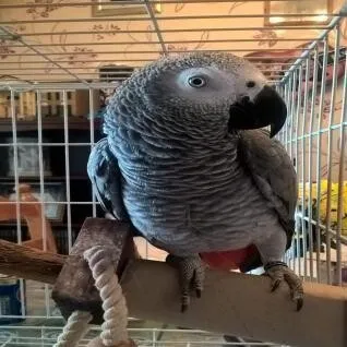 Magi African Grey parrot