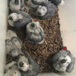 African-Grey-Baby-Parrots-MalesFemales