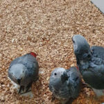 African-Grey-Baby-Parrots-MalesFemales