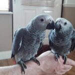 Breeding-Pair-African-Grey-Parrots-1