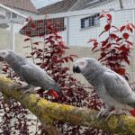 Breeding-Pair-African-Grey-Parrots-1