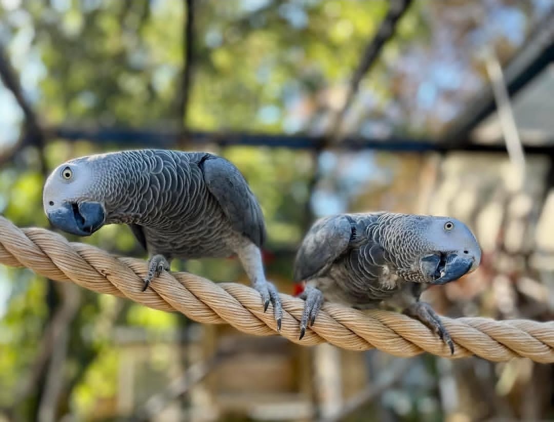 Breeding-Pair-African-Grey-Parrots-2