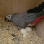 Fertile-Congo-African-Grey-Parrot-Eggs