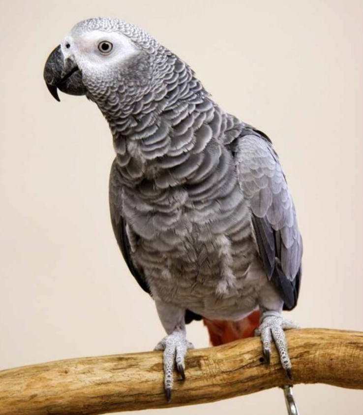 African Grey Congo For Sale