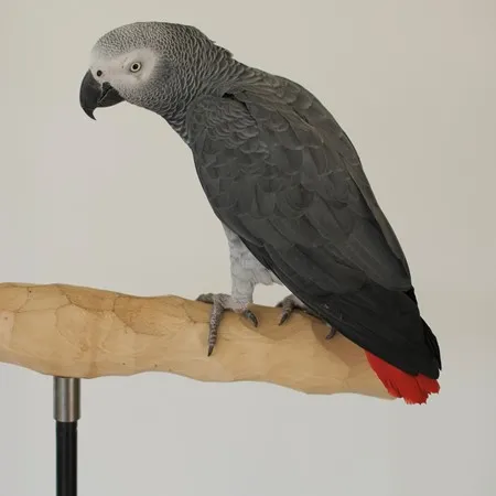 Baby African Grey Congo Parrot for sale
