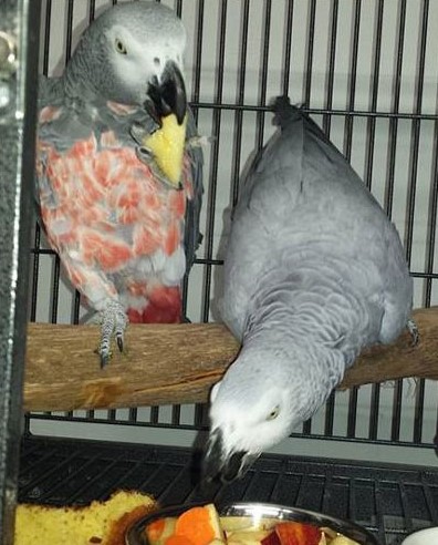 Red Factor African Grey Parrot Pair