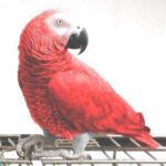 African-Grey-Parrot-Cage-Ideas