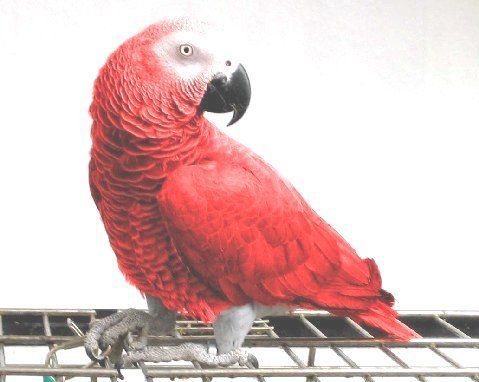 Red Congo African Grey