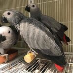 African-Greys1