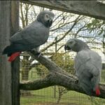 Couple-African-Grey-Parrots1