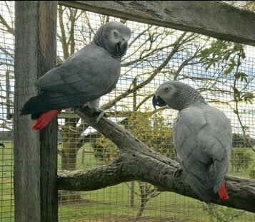 Couple African Grey Parrots