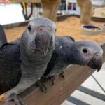 Timneh-African-Grey1