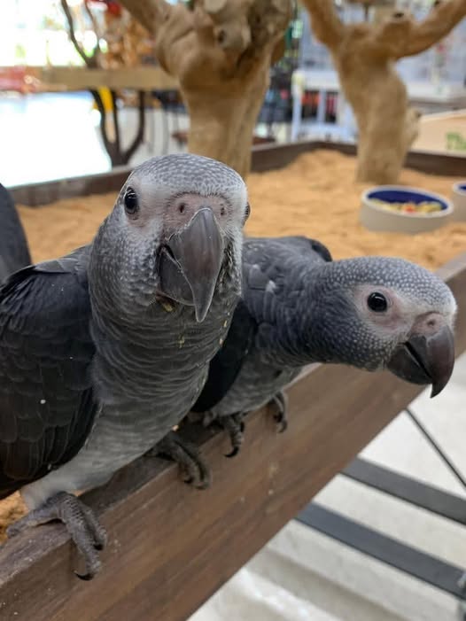 Timneh African Grey